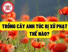 Cấm Túc Là Gì