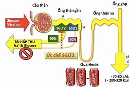 Ức Chế Thụ Thể Sglt2